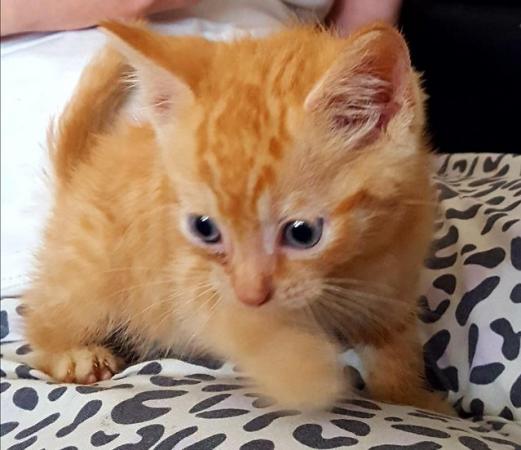 Image 3 of Two ginger boys ready for there new home