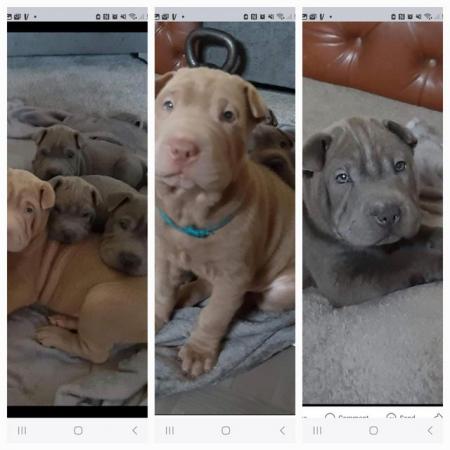 Image 3 of Sharpei puppys  for sale