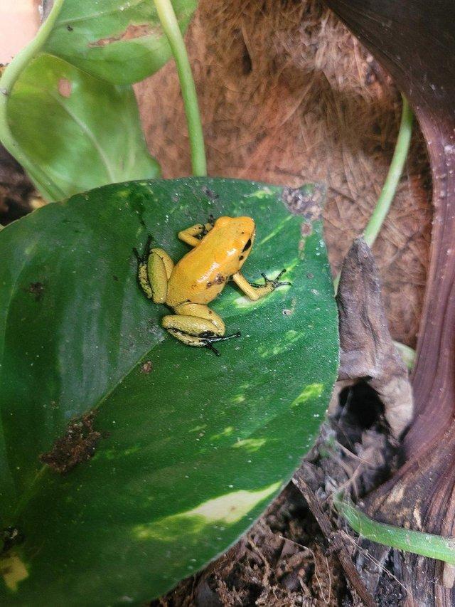 Preview of the first image of Terribilis Golden Dart Frogs For Sale.