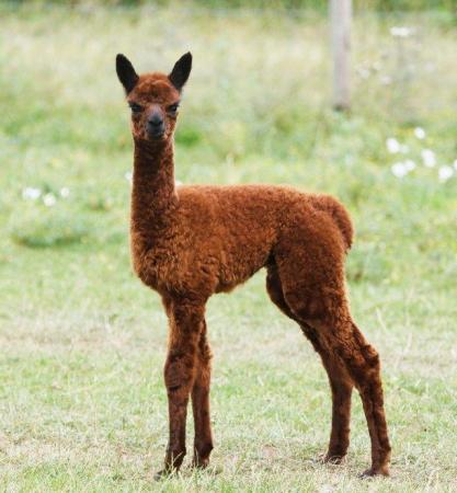 Image 4 of ALPACA  YOUNG FEMALES MAINLY FROM GREY CHAMPIONS
