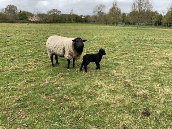 Image 6 of Tame 2yr old ewes with lambs at foot