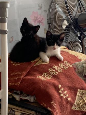 Image 1 of Kittens for sale black and white and full black