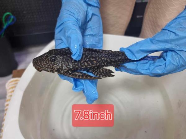 Image 5 of Leopard sail fin pleco for rehoming