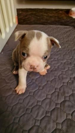 Image 5 of Boston terrier puppies for sale