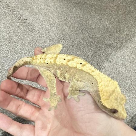 Image 2 of CRESTED GECKOS FOR SALE! MALE & FEMALE MORPHS AVAILABLE