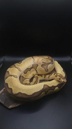 Image 4 of CB22 Ball pythons male and female