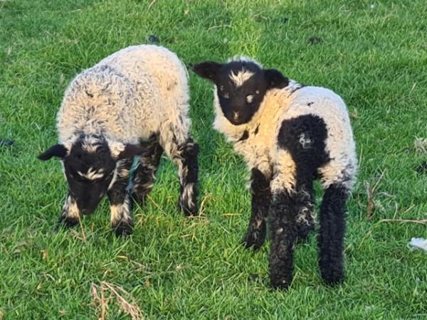 Image 3 of Older herdwick ewe with Valais Black Nose Ewe lambs