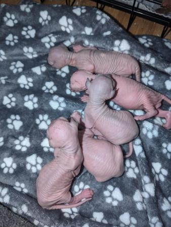 Image 8 of Sphynx kittens ready 18th june