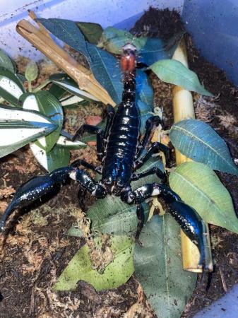 Image 4 of CB Giant Asian Forest Scorpion (H. spinifer)- Adults
