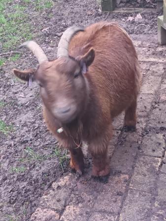 Image 2 of Three whethered pygmy Goats for sale