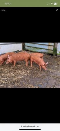 Image 3 of Tamworth weaners/stores ready now!