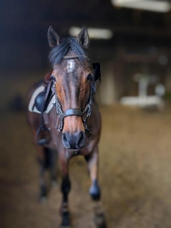 Image 6 of 9yo thoroughbred mare for share