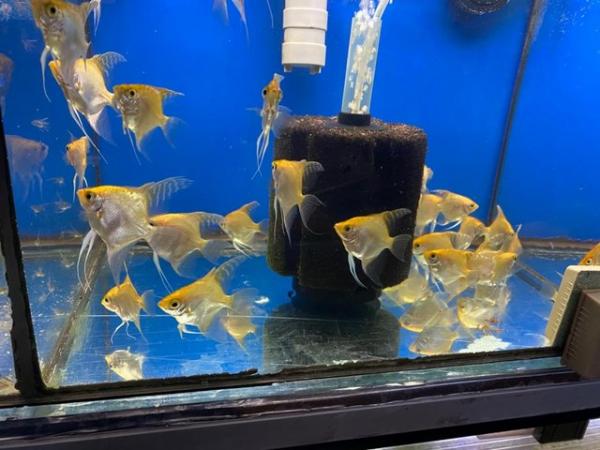 Image 1 of Angelfish For Sale (Home Breed)