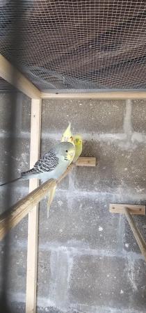 Image 2 of Baby budgie for saleavairy bred