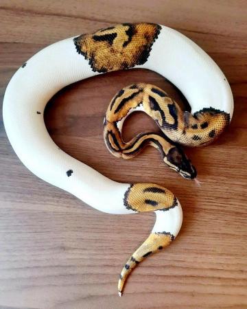 Image 20 of Ballpythons available for sale..