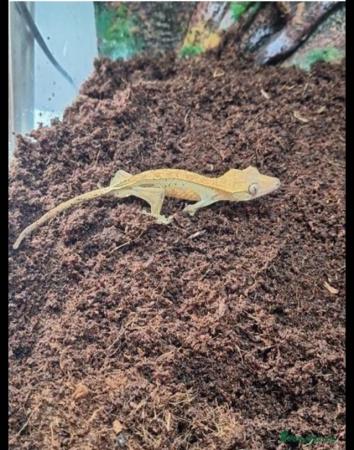 Image 4 of 4 year old male crested gecko with full set up