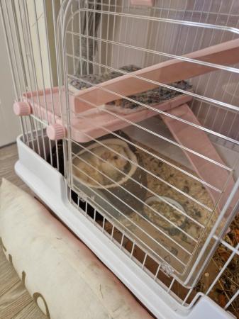 Image 5 of Chinchilla/rat small animal cage for sale