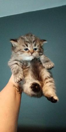 Image 7 of Stunning Persian Cross Kittens