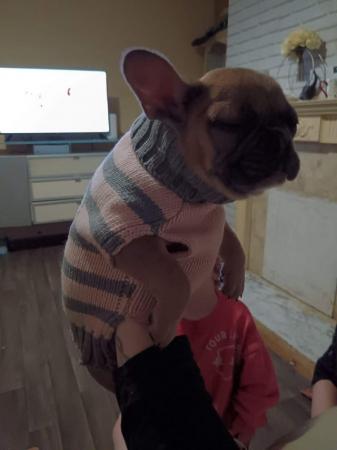 Image 5 of Female French bulldog in fawn colour