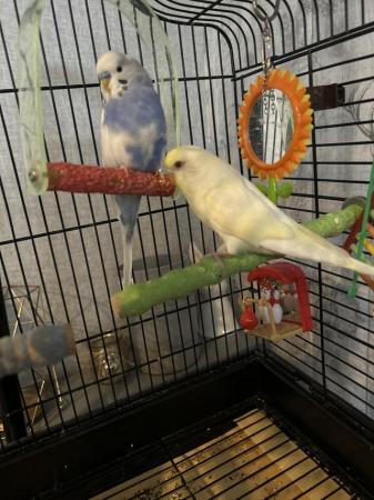 Image 3 of 2 young semi tame budgies with swinging cage