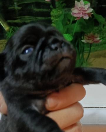 Image 4 of Last boy remaining * Pug puppy ready to leave now