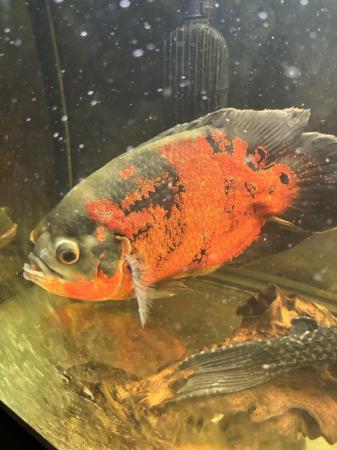 Image 2 of 4 large Oscar fish for sale