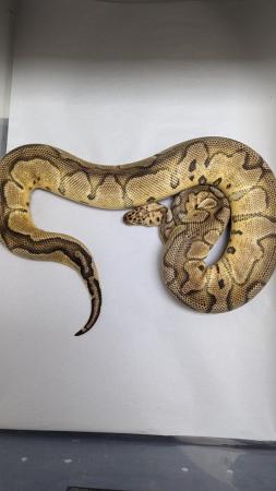 Image 3 of Female pastel clown royal python