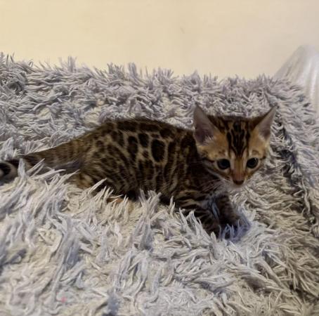 Image 15 of Tica bengal kittens for sale!