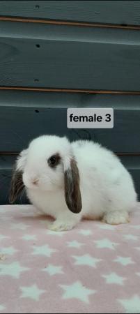 Image 3 of Gorgeous mini lop rabbits ready now