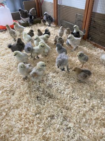Image 10 of Pure breed Silkie chicks USA and miniature