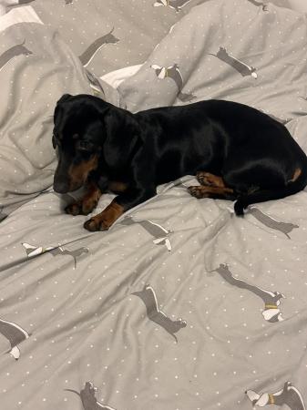 Image 5 of 3 year old dachshund for sale