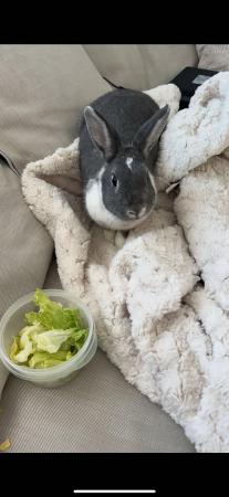 Image 3 of 1 year old rabbit for sale