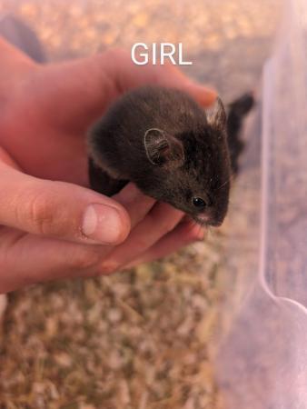 Image 11 of Friendly, baby Syrian hamsters