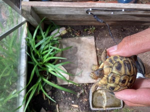 Image 10 of Herman tortoise hatched July 2023 with cities certification