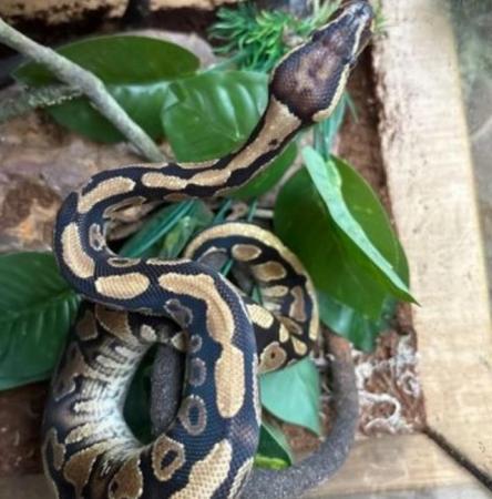 Image 2 of Young royal python for sale