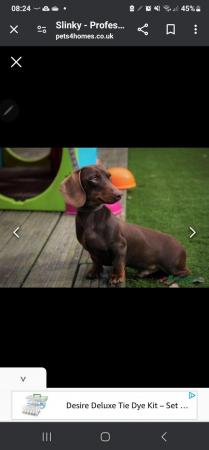 Image 2 of KC REGISTERED true to type Miniature dachshunds