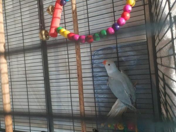 Image 4 of Adorable Baby Blue Parrot for Sale!