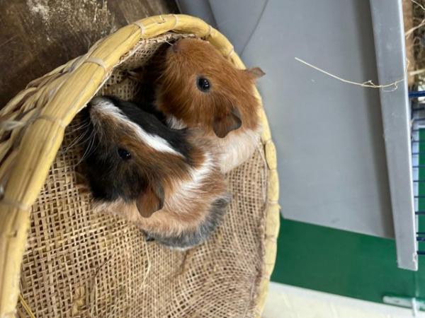 Image 3 of Abyssinian cross Guinea Pig Pups