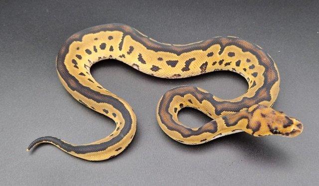 Preview of the first image of Clown Female Royal / Ball Python 231204.