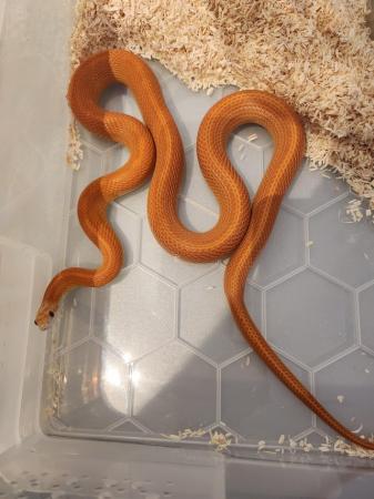Image 3 of Corn snake to rehome DOB 22