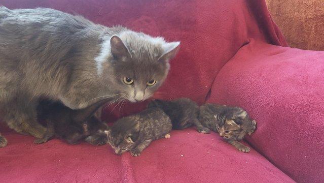 Image 16 of Beautiful ragdoll x kittens. Ready on the weekend!!!