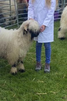 Image 1 of Well bred,  well marked Registered Ram Lamb