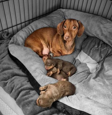 Image 4 of Miniture Dashchund puppies Kennel Club Registered
