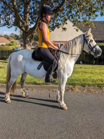 Image 1 of Pretty riding pony -Welsh type