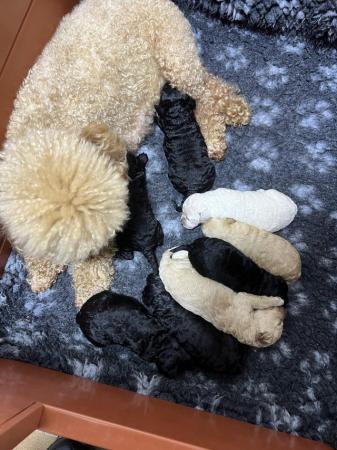 Image 2 of Toy poodle puppies.  Male and female