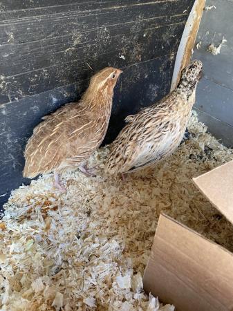 Image 1 of Friendly male quail to go together