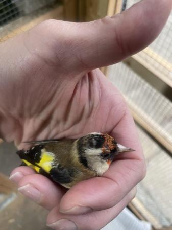 Image 6 of 2022 male and 2023 female goldfinch pair