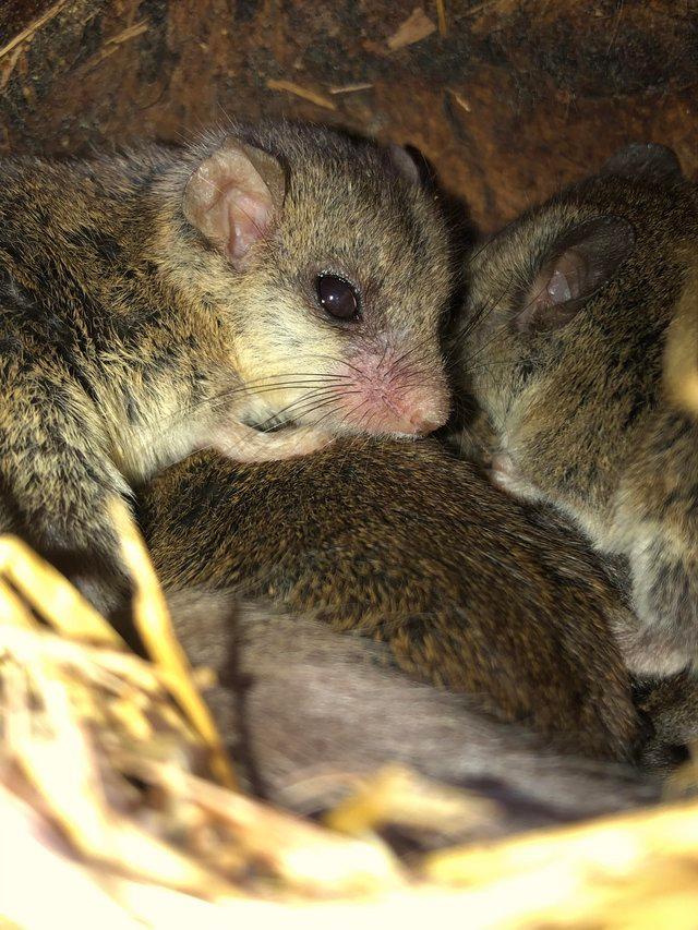 Preview of the first image of African Pygmy Dormice for sale.