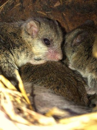 Image 1 of African Pygmy Dormice for sale