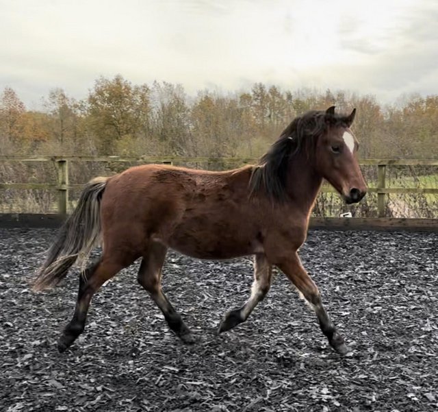 Preview of the first image of Gorgeous Welsh gelding to make 14.2.